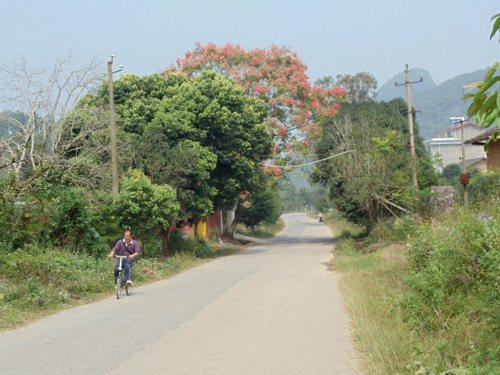 Another pink flowered tree in rural China.